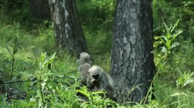 Çok nadir bulunan bir primat türü olan Semnopithecus entellus 'un ayrıntıları. Northern Plains Gri Langur, öğle yemeği için ellerini yaprakları ve küçük böcekleri yemek için kullanıyor. Kutsal langur, Bengal kutsal langur