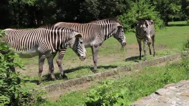 Nagyon Ritka Zebrafaj Grevy Zebrája Császári Zebra Megeszi Mai Ebédet — Stock videók