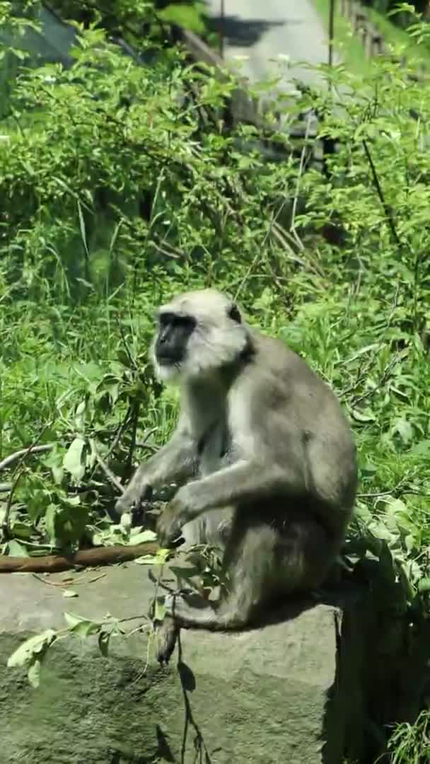 Detalj Mycket Sällsynt Primatart Semnopithecus Entellus Norra Slätten Grå Langur — Stockvideo