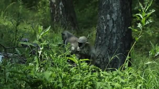 Vista Una Fiesta Familiar Primates Semnopithecus Entellus Grupo Langur Sagrado — Vídeo de stock