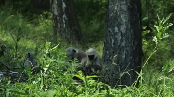 Çok Nadir Bulunan Bir Primat Türü Olan Semnopithecus Entellus Ayrıntıları — Stok video