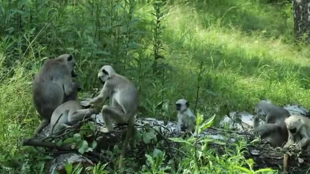 Battle Two Brothers Semnopithecus Entellus Better Twig Leaves Teasing Stabbing — Stock Video