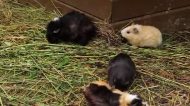 Farklı renklerde Cavia porselenleri yemek için doğru ot sapını bulmak için evlerinden dışarı çıktı. Öğle yemeği vakti geldi. Karnını doyur. Evcil su samuru gibi görünüyor.