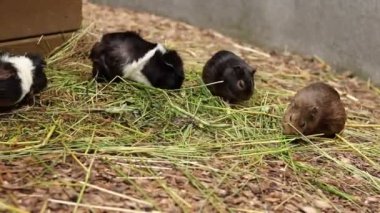 Beyaz ve bir evcil kobay ya da mağara faresi mideleri için en iyi otları arıyor. Cavia Porcellus öğle yemeği vakti. Ebedi aç hayvanlar.