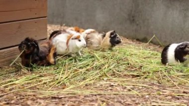Küçük, benekli ve renkli Cavia Porcellus en taze ot ve saman şeklinde doyurucu öğle yemeğinin tadını çıkarıyor. Vejetaryenler, sağlıklı beslenme. Gine domuzları afiyet olsun.