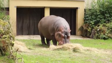 Hippopotamus amfibik, ortağıyla olan doyurucu yemeğinin tadını çıkarıyor. Hipopotam atıştırmalığı. Çiğneyen bir deve yakın çekim. Omnivore. Katil, huysuz.