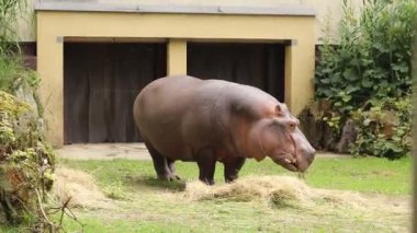 Hippopotamus amfibik, ortağıyla olan doyurucu yemeğinin tadını çıkarıyor. Hipopotam atıştırmalığı. Çiğneyen bir deve yakın çekim. Omnivore. Katil, huysuz.