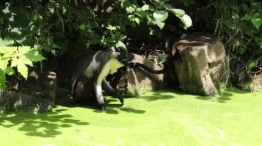 Cercopithecus Diana bir taşın üzerine oturur ve patisini kullanarak berrak suya ulaşmaya çalışır. Yeşil kaplamanın çabucak kendi yerine dönüşüyle büyüleyicidir. Diana maymunu, deniz kenarındaki sıcak havanın tadını çıkarıyor.
