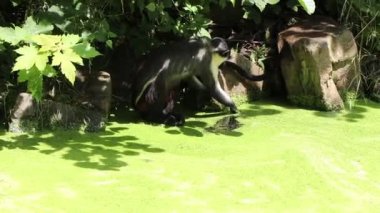 Diana maymunu yeşil kaplamayı bataklıktan çıkarmaya ve temiz suda yıkanmaya çalışıyor. Cercopithecus Diana suyunu suya salıyor ve ondan içiyor.