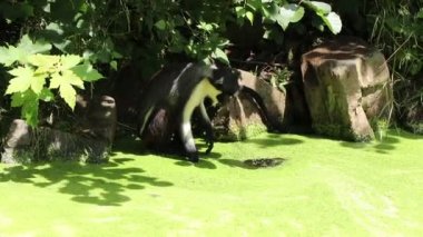 Cercopithecus Diana bir taşın üzerine oturur ve patisini kullanarak berrak suya ulaşmaya çalışır. Yeşil kaplamanın çabucak kendi yerine dönüşüyle büyüleyicidir. Diana maymunu, deniz kenarındaki sıcak havanın tadını çıkarıyor.