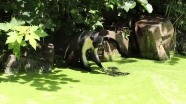 Diana maymunu yeşil kaplamayı bataklıktan çıkarmaya ve temiz suda yıkanmaya çalışıyor. Cercopithecus Diana suyunu suya salıyor ve ondan içiyor.