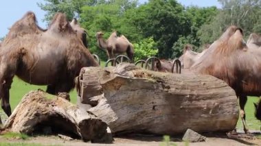 Camelus bactrianus ayrıca Bactrian devenin onlar için özel olarak tasarlanmış besleyici otlarla beslendiği olarak adlandırılır. Bir grup deve birlikte yemek yiyor ve güneşin tadını çıkarıyor.