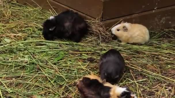 Cavia Porcellus Diferentes Colores Salió Casa Buscando Tallo Derecho Hierba — Vídeos de Stock