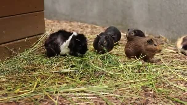 Fehér Egy Barna Házi Tengerimalac Vagy Üreg Előzi Aki Vele — Stock videók