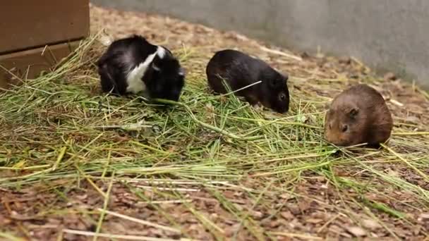 白色和一个棕色家养豚鼠或鱼子酱寻找最好的青草为他们的胃 Cavia Porcellus午餐时间长期饥饿的宠物 — 图库视频影像