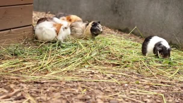 小さくて斑状で それ以外の色のCavia Porcellusは 新鮮な草と干し草の形で心のこもったランチを楽しんでいます ベジタリアン 健康的な食事 ギニア豚は昼食を楽しむ — ストック動画