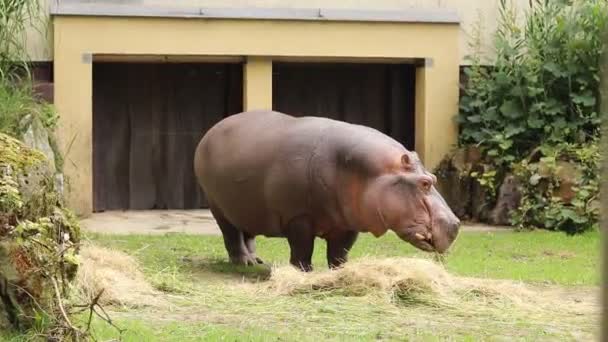 Hippopotamus Amphibius Enjoying His Hearty Lunch His Partner Hippopotamus Snack — Stock Video