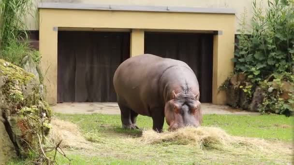 Very Rare Hippopotamus Enjoys Its Daily Intake Nutrients Form Hay — Stock Video
