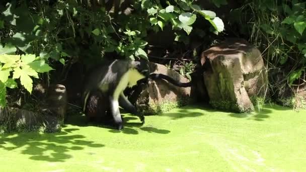 石斑鱼坐在石头上 用爪子试图到达清澈的水面 被绿色的覆盖物迅速恢复到原来的位置所吸引 戴安娜猴子在水边享受温暖的天气 — 图库视频影像
