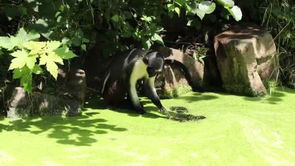 黛安娜猴子试图把绿色的涂料从沼泽地中取出 用干净的水洗净 仙人掌会把水倒入水中 并从中喝水 — 图库视频影像