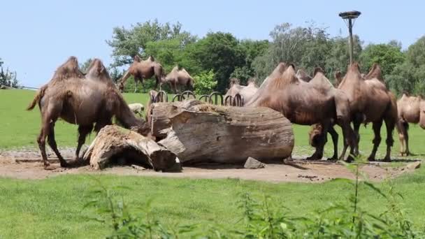 Camellos Bactrianos Disfrutando Del Almuerzo Juntos Hermoso Pasto Bajo Agradable — Vídeos de Stock