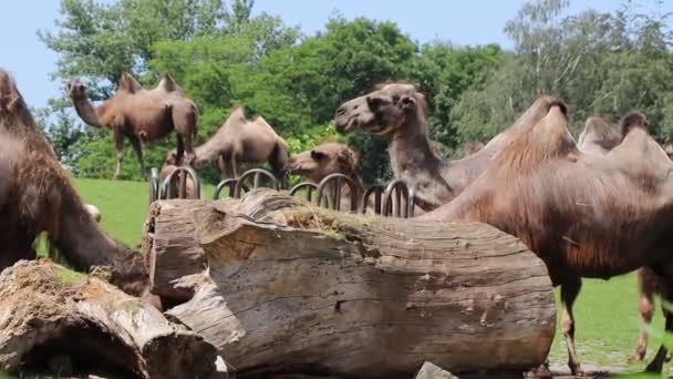 Camelus Bactrianus Também Chamado Camelo Bactriano Alimenta Grama Nutritiva Projetado — Vídeo de Stock