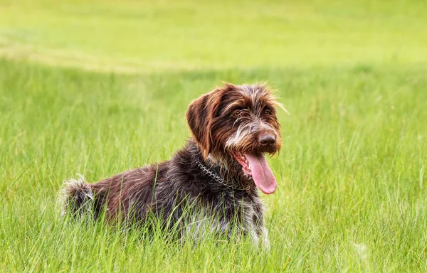 渴望取悦 快乐的狗 波希米亚式长发针尖狮鹫 Pohemian Wirehair Pointing Griffon 是一种多才多艺的猎狗 皮毛浓密 猎狗在等待攻击受害者的适当时机 — 图库照片