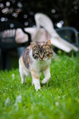 Felis catus domesticus yeşil gözlü ve beyaz pençeli renkli kürklü yeşil çimlerde yüzme havuzu yakınında yürüyor. Kedi sadece varlığıyla ülkesini savunuyor. Çek Cumhuriyeti 'nden. Avrupalı yavru kedi.