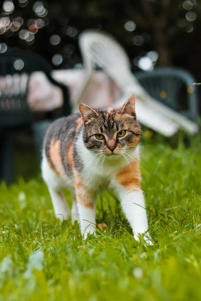 Küçük kraliçe potansiyel düşmanlar bulmak için bölgeyi keşfeder. Felis catus domesticus yeşil gözlü yüksek çimenlerde yürüyor. Özgürlüğün tadını çıkar. Doğa Ana. Çek Cumhuriyeti 'nden. Avrupa.