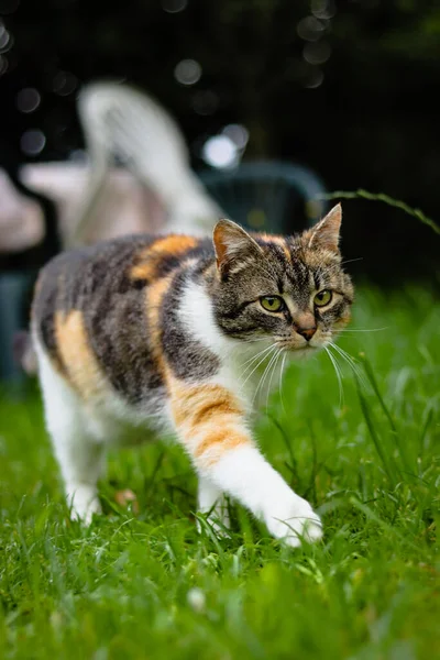 可爱的猫走路就像走在人行道上的模特儿 欧洲一只绿眼睛的小猫在高高的草地上在花园里跑来跑去 捷克共和国 公园里的猫科动物 保卫领土 — 图库照片