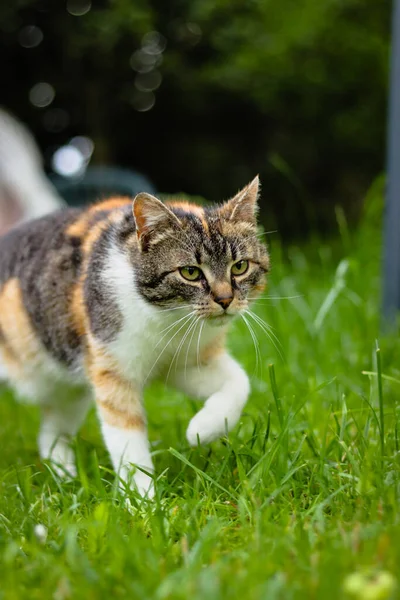 Genç yırtıcı, avını arıyor. Tarafsız bakış bir saniyede bir canavarın görüşüne dönüşür. Felis catus domesticus serbest. Renkli kedi yavrusu yavaş adımlarla ilerliyor. Çek Cumhuriyeti, Avrupa.