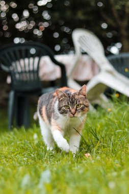 Genç yırtıcı, avını arıyor. Tarafsız bakış bir saniyede bir canavarın görüşüne dönüşür. Felis catus domesticus serbest. Renkli kedi yavrusu yavaş adımlarla ilerliyor. Çek Cumhuriyeti, Avrupa.