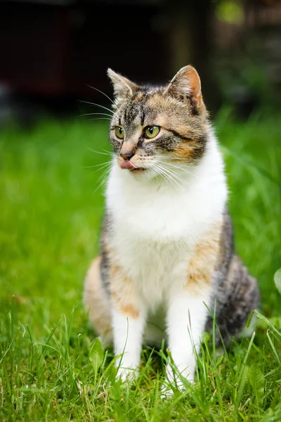 Exuberant feline sits in grass with tongue out and looks into garden. Felis catus domesticus waits for dinner. Colourful young kitten with green eyes watch some hens and rest of animals on garden.