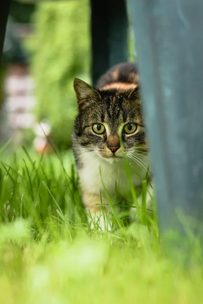 Domestic cat hiding behind a chair lurks for its chance to surprise its prey. Felis catus domesticus is on the hunt. Games with a little devil. Czech republic, Europe