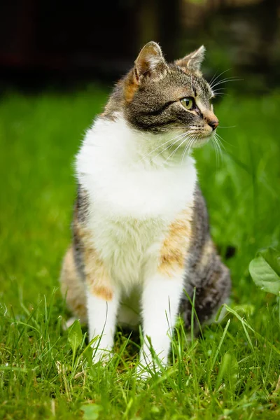 Młody Kot Domowy Kolorową Głową Zielonymi Oczami Rozgląda Się Ogrodzie — Zdjęcie stockowe