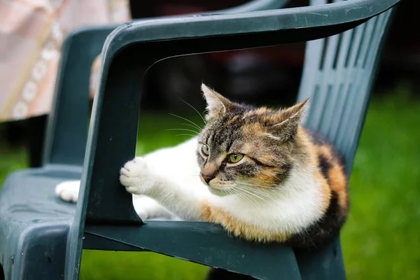 Katze Auf Der Hut Hauskatze Schaut Gelangweilt Aus Seinem Wurf — Stockfoto