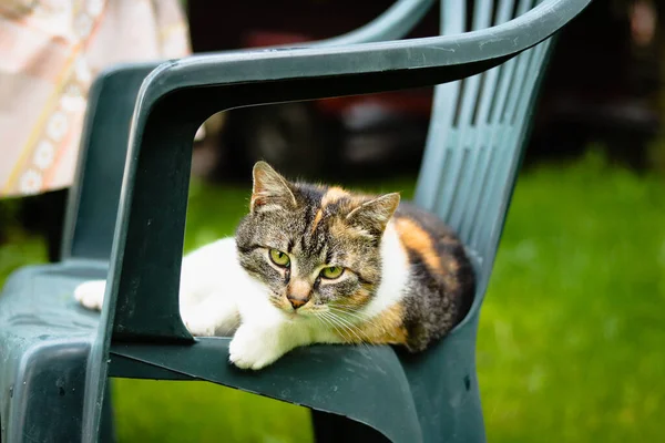 Felis Catus Domesticus Entspannt Sich Nach Einer Harten Nacht Plastikstuhl — Stockfoto