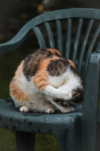 Kočka Čistí Srst Blech Jiných Odpadků Princezna Čistí Šaty Denní — Stock fotografie