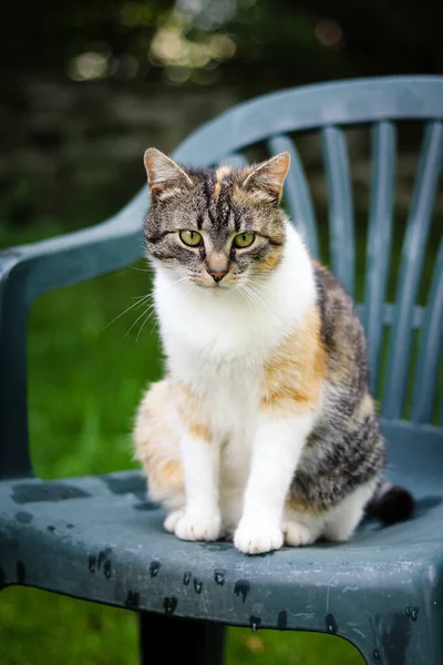 Espressione Annoiata Gatto Domestico Dopo Pranzo Gatto Impavido Perde Sua — Foto Stock