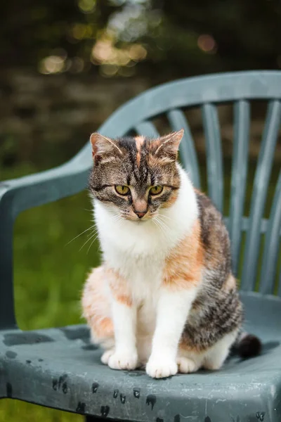Trieste Kat Zit Een Plastic Stoel Wacht Haar Baasjes Felis — Stockfoto