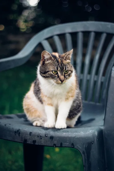 Divertido Cuco Gato Doméstico Com Olhos Verdes Sentados Uma Cadeira — Fotografia de Stock