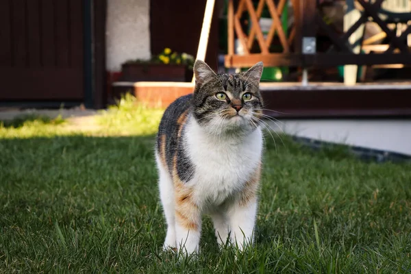 Cat Colored Head Green Eyes Walks Garden Playing Friend Felis — Stock Photo, Image