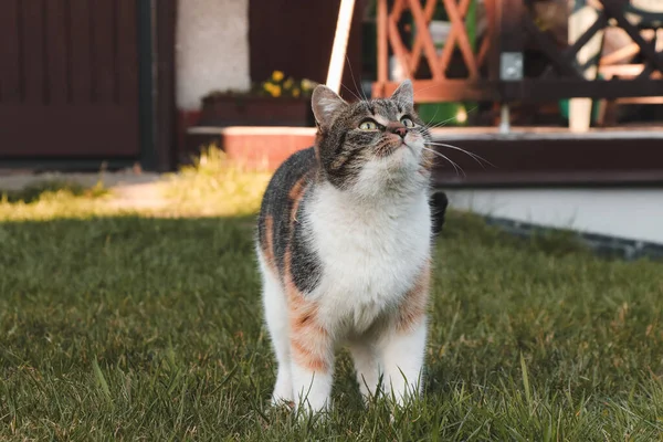 Domestic cat watches the movement of an insect and waits for the right moment to attack. The exuberant feline stands motionless in a standing position in the garden