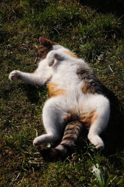 Küçük çocuk bir ağacın altında dinleniyor ve yazın son günlerinin tadını çıkarıyor. Kedi yoga yapıyor ve kaslarını geriyor..