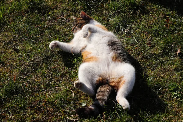 Gato Jovem Descansando Jardim Sol Meio Dia Felis Catus Domesticus — Fotografia de Stock