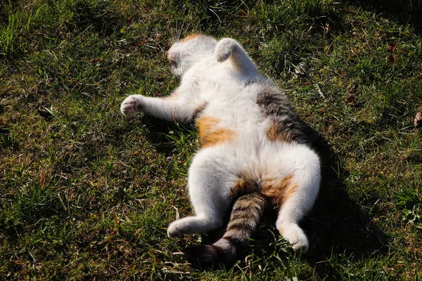 Cat Lies His Back Stretches His Limbs Feline Practices Yoga — Stock Photo, Image