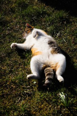 Kedi sırtüstü uzanmış, bacaklarını açmış ve ısınıyor. Dinlenme pozisyonu. Genç bir kedi yavrusu pençesiyle başını yıkıyor. Her gün sabah temizliği. Felis catus domesticus gerekli parayı kazanır. 