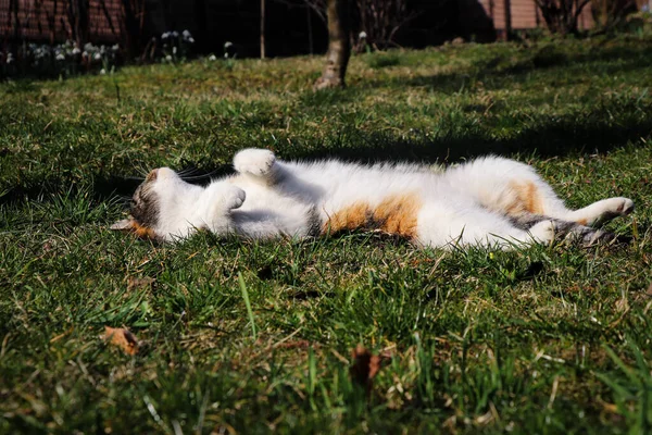 Colored cat lies on its back and moves its paws in its sleep as if it were swimming. Warm up before exercise. Morning yoga. Basic movement exercises. Czech republic garden.