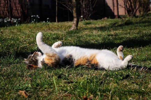 고양이한테 머리에 색깔이 집고양이는 풀밭에 잡니다 볶았어 쿠스는 다리를 나갑니다 — 스톡 사진