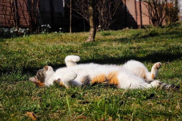 Dia Descanso Nosso Gato Gato Doméstico Com Uma Cabeça Colorida — Fotografia de Stock